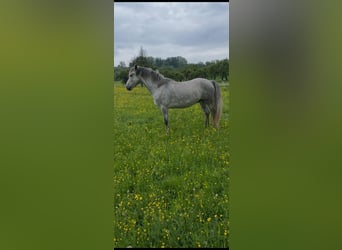 Connemara, Caballo castrado, 4 años, 153 cm, Tordo