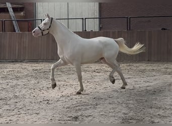 Connemara, Caballo castrado, 4 años, 154 cm, Cremello