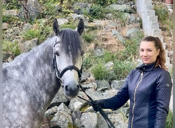 Connemara, Caballo castrado, 4 años, 154 cm, Musgo marrón