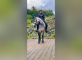 Connemara, Caballo castrado, 4 años, 154 cm, Musgo marrón