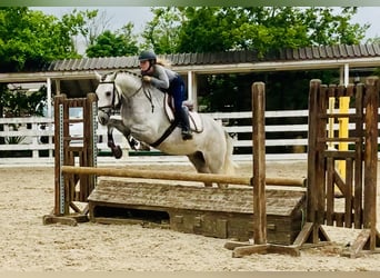 Connemara, Caballo castrado, 4 años, 154 cm, Tordo