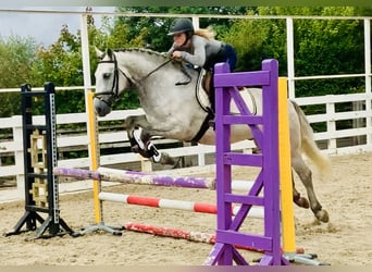 Connemara, Caballo castrado, 4 años, 154 cm, Tordo