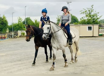 Connemara, Caballo castrado, 4 años, 154 cm, Tordo