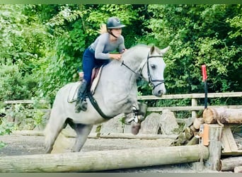 Connemara, Caballo castrado, 4 años, 154 cm, Tordo