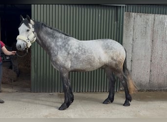 Connemara, Caballo castrado, 4 años, 154 cm, Tordo