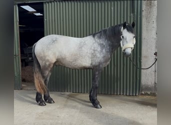 Connemara, Caballo castrado, 4 años, 154 cm, Tordo