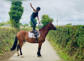 Connemara, Caballo castrado, 4 años, 155 cm, Castaño