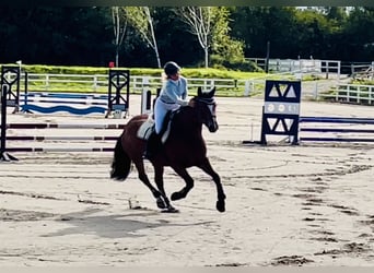 Connemara, Caballo castrado, 4 años, 155 cm, Castaño