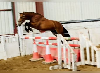 Connemara, Caballo castrado, 4 años, 155 cm, Castaño