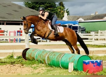 Connemara, Caballo castrado, 4 años, 155 cm, Castaño