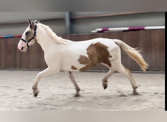 Connemara, Caballo castrado, 4 años, 155 cm, Pío