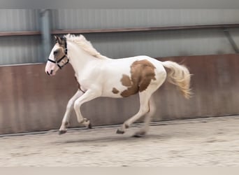 Connemara, Caballo castrado, 4 años, 155 cm, Pío