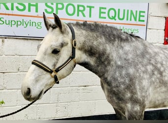 Connemara, Caballo castrado, 4 años, 155 cm, Tordo