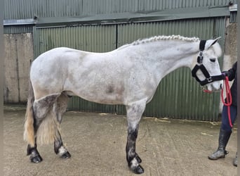 Connemara, Caballo castrado, 4 años, 155 cm, Tordo