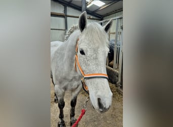 Connemara, Caballo castrado, 4 años, 155 cm, Tordo