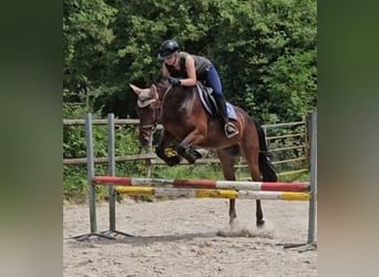 Connemara, Caballo castrado, 4 años, 156 cm, Castaño