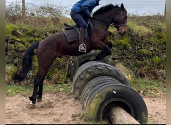 Connemara, Caballo castrado, 4 años, 156 cm, Castaño