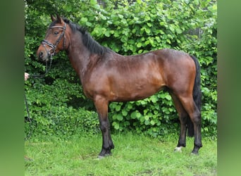 Connemara, Caballo castrado, 4 años, 156 cm, Castaño