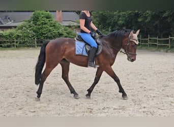 Connemara, Caballo castrado, 4 años, 156 cm, Castaño