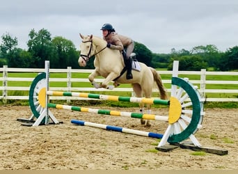 Connemara, Caballo castrado, 4 años, 156 cm, Cremello