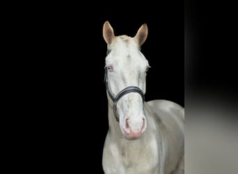 Connemara, Caballo castrado, 4 años, 156 cm, Cremello