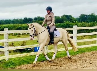 Connemara, Caballo castrado, 4 años, 156 cm, Cremello