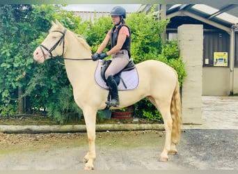 Connemara, Caballo castrado, 4 años, 156 cm, Cremello