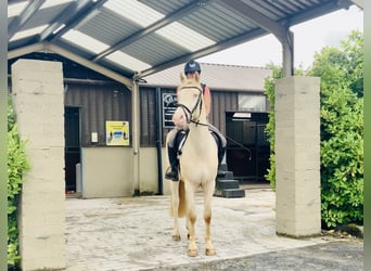 Connemara, Caballo castrado, 4 años, 156 cm, Cremello