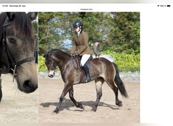 Connemara, Caballo castrado, 4 años, 156 cm, Tordo