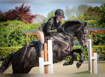 Connemara, Caballo castrado, 4 años, 156 cm, Tordo