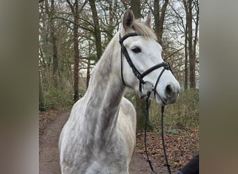 Connemara, Caballo castrado, 4 años, 156 cm, Tordo rodado