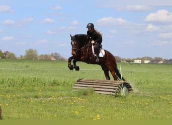 Connemara, Caballo castrado, 4 años, 157 cm, Castaño