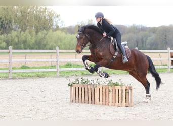 Connemara, Caballo castrado, 4 años, 157 cm, Castaño