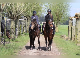 Connemara, Caballo castrado, 4 años, 157 cm, Castaño