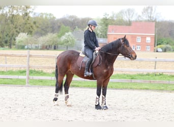 Connemara, Caballo castrado, 4 años, 157 cm, Castaño