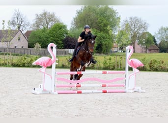 Connemara, Caballo castrado, 4 años, 157 cm, Castaño