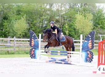 Connemara, Caballo castrado, 4 años, 157 cm, Castaño