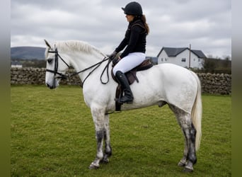 Connemara, Caballo castrado, 4 años, 157 cm, Tordo