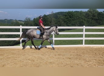 Connemara, Caballo castrado, 4 años, 157 cm, Tordo rodado