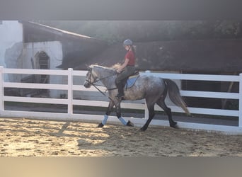 Connemara, Caballo castrado, 4 años, 157 cm, Tordo rodado