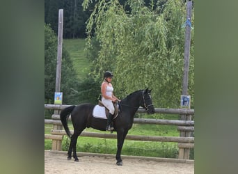 Connemara, Caballo castrado, 4 años, 158 cm, Negro