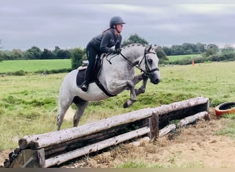 Connemara, Caballo castrado, 4 años, 158 cm, Tordo
