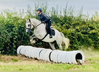 Connemara, Caballo castrado, 4 años, 158 cm, Tordo