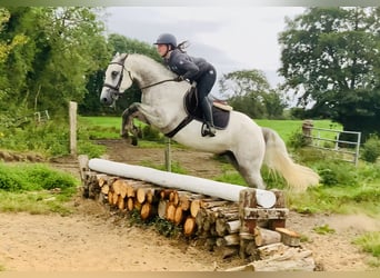 Connemara, Caballo castrado, 4 años, 158 cm, Tordo