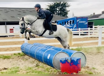 Connemara, Caballo castrado, 4 años, 158 cm, Tordo