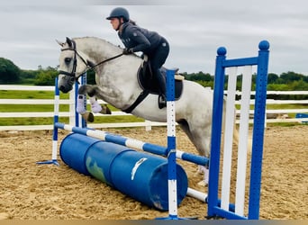 Connemara, Caballo castrado, 4 años, 158 cm, Tordo