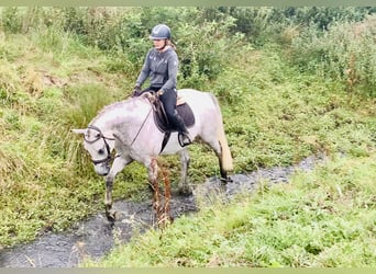 Connemara, Caballo castrado, 4 años, 158 cm, Tordo