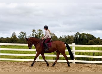 Connemara, Caballo castrado, 4 años, 160 cm, Castaño rojizo
