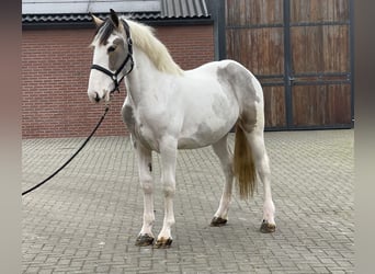 Connemara Mestizo, Caballo castrado, 4 años, 160 cm, Pío