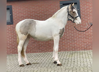 Connemara Mestizo, Caballo castrado, 4 años, 160 cm, Pío